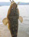 sv-60_06fish